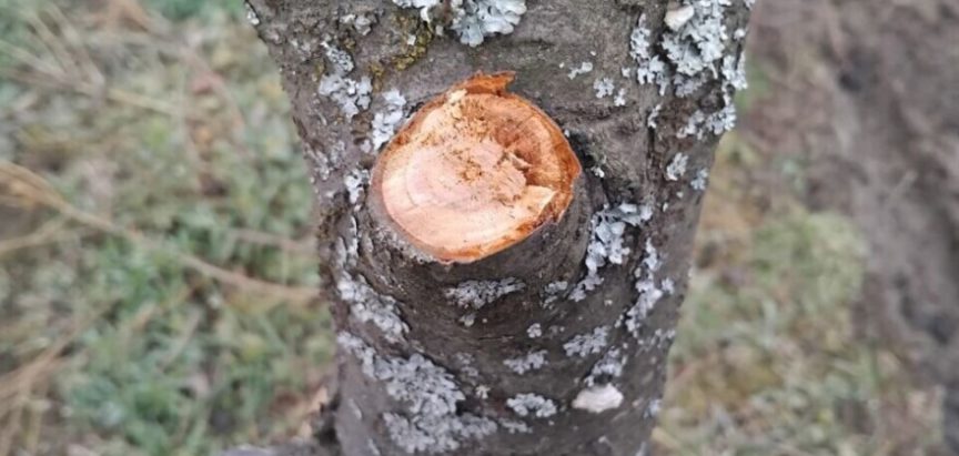 Stabla šljiva oboljela od monilije mogu se izliječiti, evo kako!