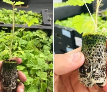 Papirnate posude za sadnice voćaka, prednosti, primjena i održivost