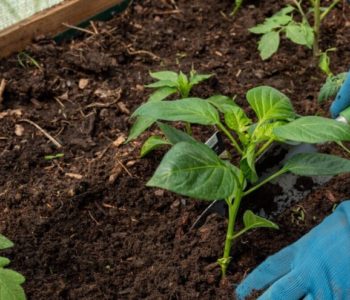 Koje hibride paprike roge birati za vrt i plastenik