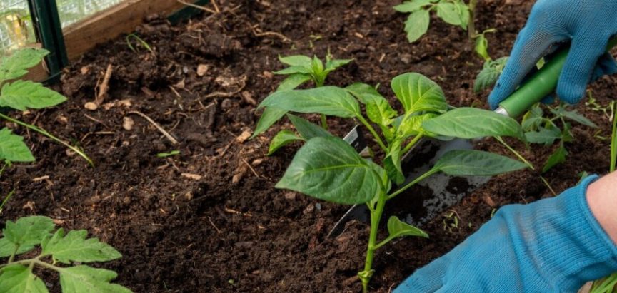 Koje hibride paprike roge birati za vrt i plastenik