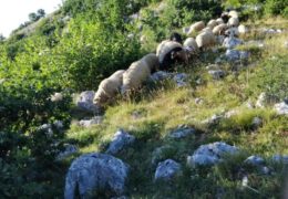 DOBRA VIJEST: Samirovo stado se vratilo kući!