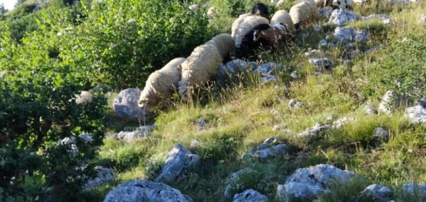 DOBRA VIJEST: Samirovo stado se vratilo kući!