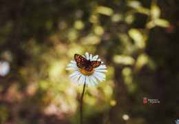 Nadbiskupijski centar za pastoral mladih objavio natječaj za mini-ekološke grantove