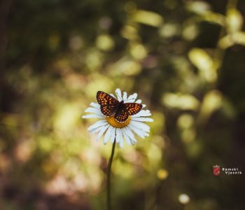 Nadbiskupijski centar za pastoral mladih objavio natječaj za mini-ekološke grantove