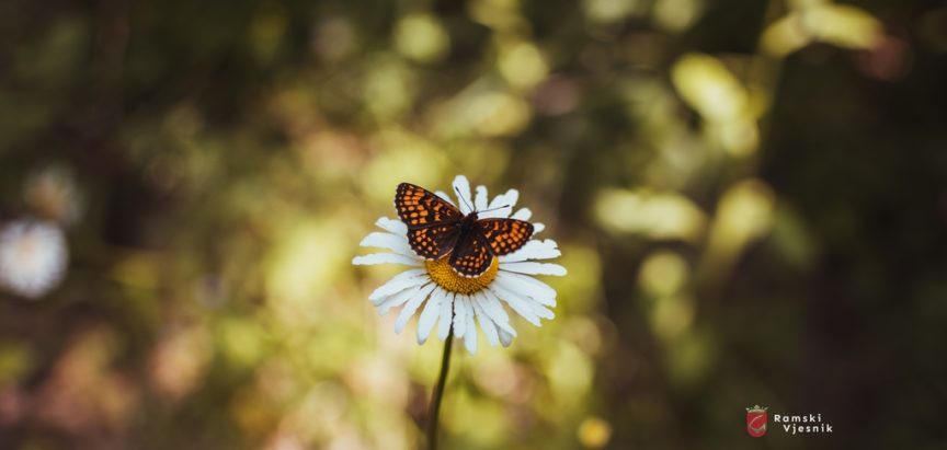 Nadbiskupijski centar za pastoral mladih objavio natječaj za mini-ekološke grantove