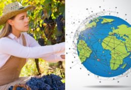 Grožđe, od antičkih vinograda do globalnog biznisa teškog milijarde dolara