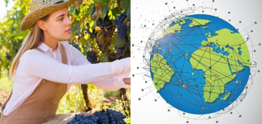 Grožđe, od antičkih vinograda do globalnog biznisa teškog milijarde dolara