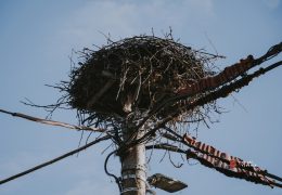 Planirana isključenja struje u Rami