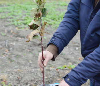 Kako održati optimalan vegetativni rast i rodnost voćke nakon sadnje