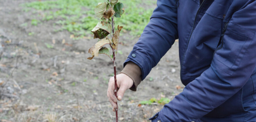Kako održati optimalan vegetativni rast i rodnost voćke nakon sadnje