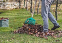 Kako ubrzati opadanje lišća i zaštititi stabla na vrijeme