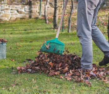 Kako ubrzati opadanje lišća i zaštititi stabla na vrijeme