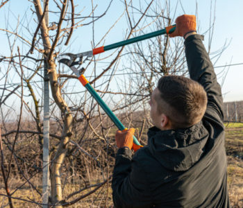 Kako da sami orežete voćke