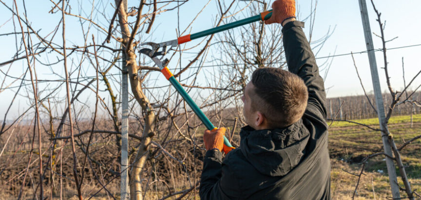Kako da sami orežete voćke