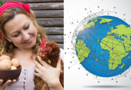 Industrija od 29 milijardi ptica: Kako je peradarstvo postalo stup globalne prehrane