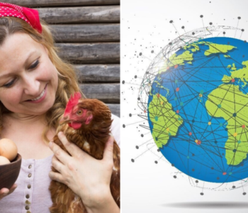 Industrija od 29 milijardi ptica: Kako je peradarstvo postalo stup globalne prehrane