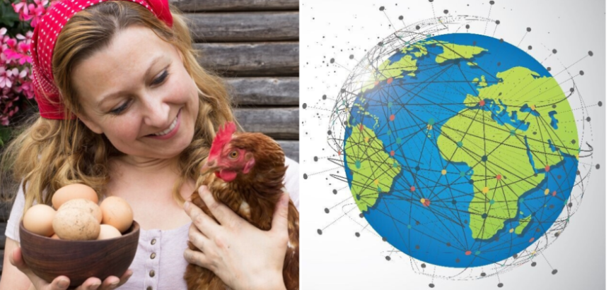 Industrija od 29 milijardi ptica: Kako je peradarstvo postalo stup globalne prehrane