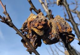 Obavezno uklonite mumije ako ne želite bolesti šljiva