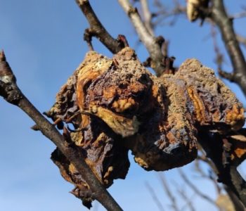 Obavezno uklonite mumije ako ne želite bolesti šljiva