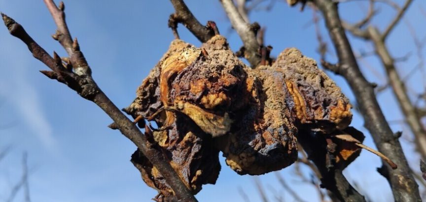 Obavezno uklonite mumije ako ne želite bolesti šljiva