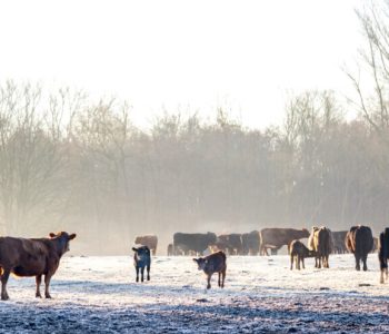 Utjecaj niskih temperatura na stočarsku proizvodnju