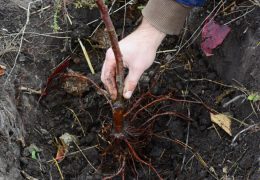 Kakve su štete od gljive Armillaria mellea na jabučastom voću?