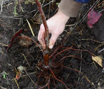 Kakve su štete od gljive Armillaria mellea na jabučastom voću?