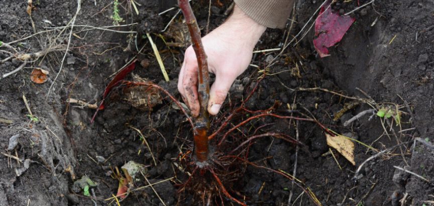 Kakve su štete od gljive Armillaria mellea na jabučastom voću?