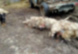 Što kaže Ministarstvo poljoprivrede, šumarstva i vodoprivrede HNŽ-a o lovištu i napadima vukova u općini Prozor-Rama