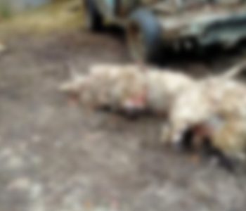 PROZOR-RAMA: U zadnje vrijeme na Krančićima i Donjoj Vasti vukovi zaklali oko stotinu grla ovaca i koza