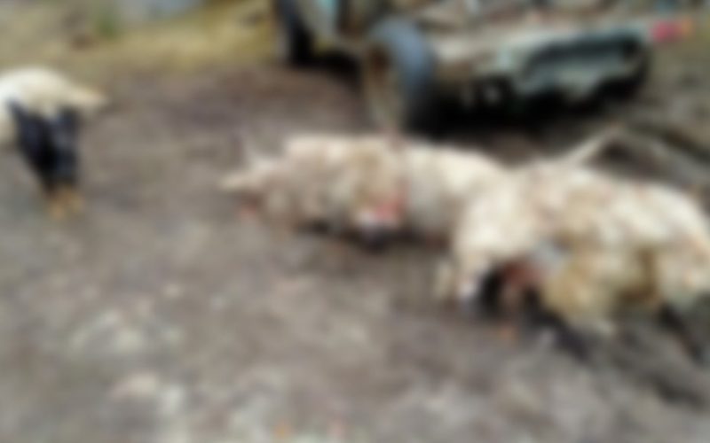 PROZOR-RAMA: U zadnje vrijeme na Krančićima i Donjoj Vasti vukovi zaklali oko stotinu grla ovaca i koza