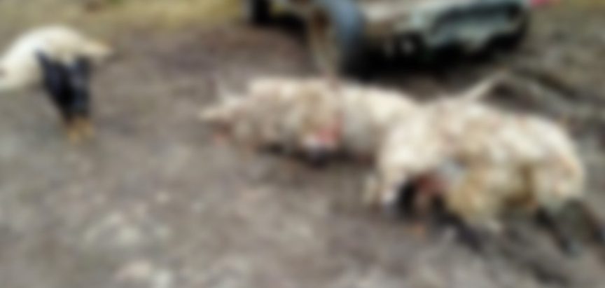 Što kaže Ministarstvo poljoprivrede, šumarstva i vodoprivrede HNŽ-a o lovištu i napadima vukova u općini Prozor-Rama