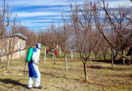 Koje bolesti jabučastog voća sprječavamo plavim prskanjem