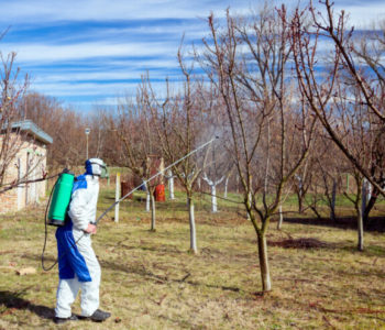 Koje bolesti jabučastog voća sprječavamo plavim prskanjem