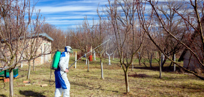 Koje bolesti jabučastog voća sprječavamo plavim prskanjem