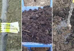 Tko misli da autohtone voćke ne treba njegovati – grdno se vara