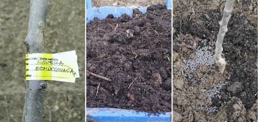 Tko misli da autohtone voćke ne treba njegovati – grdno se vara