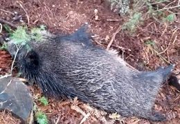 Afrička svinjska kuga potvrđena u Busovači