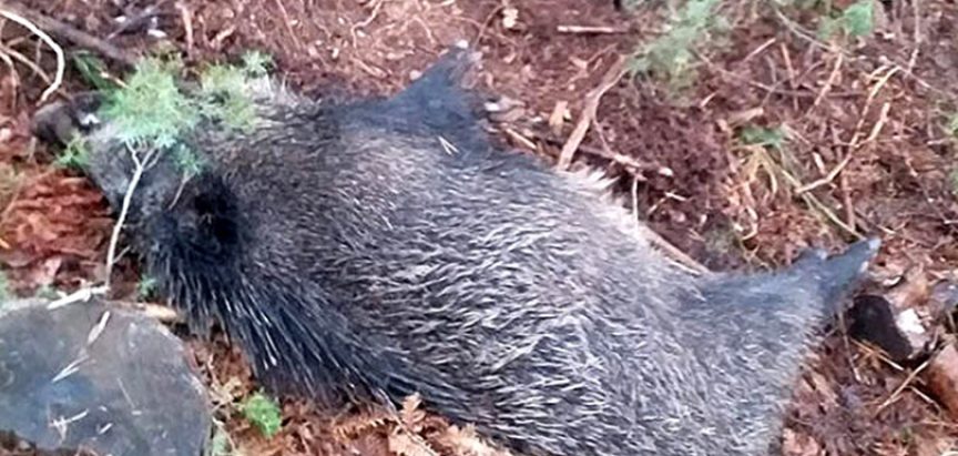 Afrička svinjska kuga potvrđena u Busovači