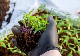 Kako spriječiti polijeganje i trulež korijena presadnica