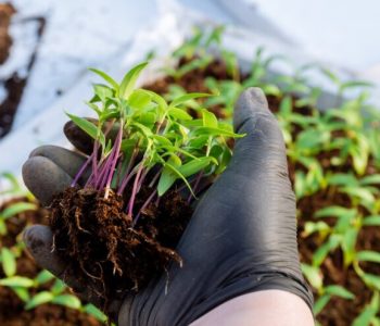 Kako spriječiti polijeganje i trulež korijena presadnica