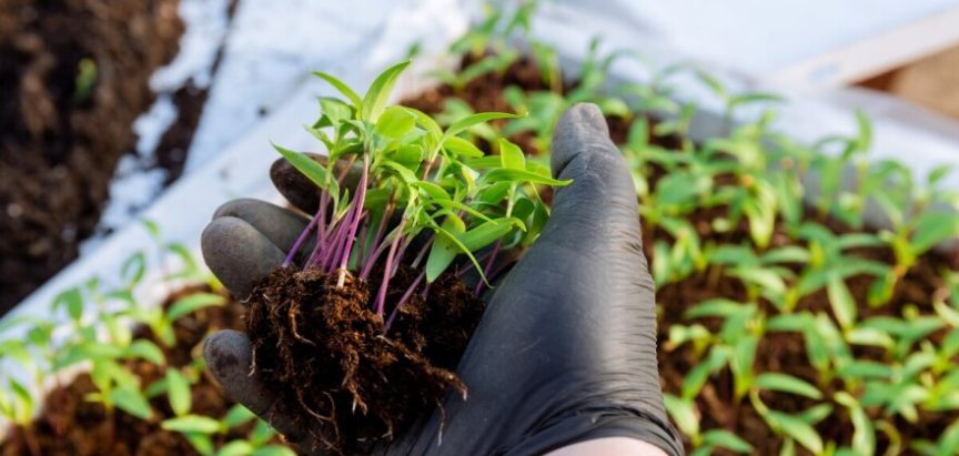 Kako spriječiti polijeganje i trulež korijena presadnica