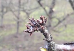 Vrijeme pogoduje šljivama – očekuje se dobar urod