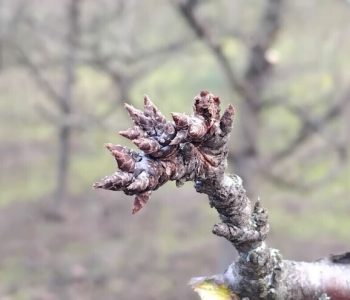 Vrijeme pogoduje šljivama – očekuje se dobar urod