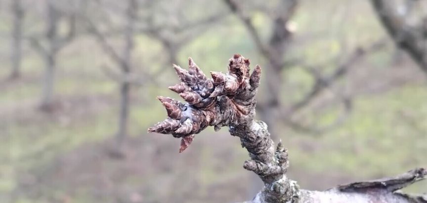 Vrijeme pogoduje šljivama – očekuje se dobar urod