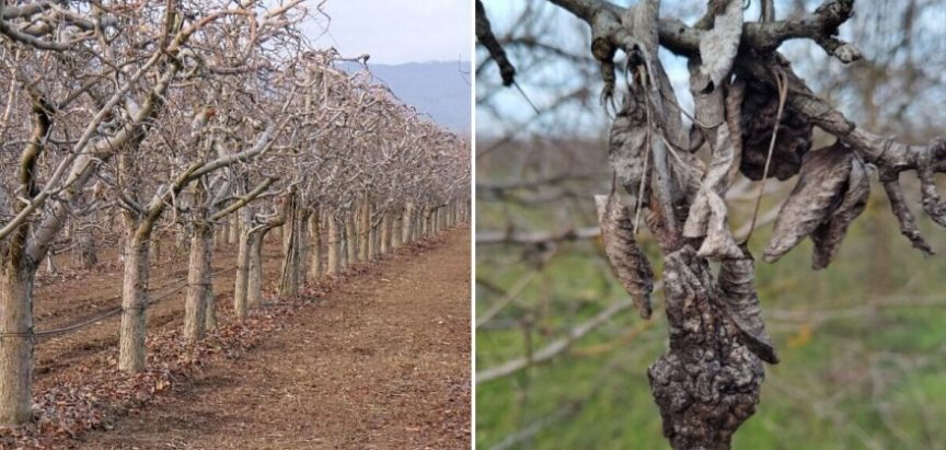 Odstranite sasušene grane i mumificirane plodove iz voćnjaka