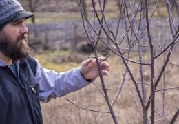 Zašto puca kora stabla i kako sanirati pukotine?