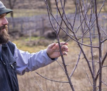 Zašto puca kora stabla i kako sanirati pukotine?