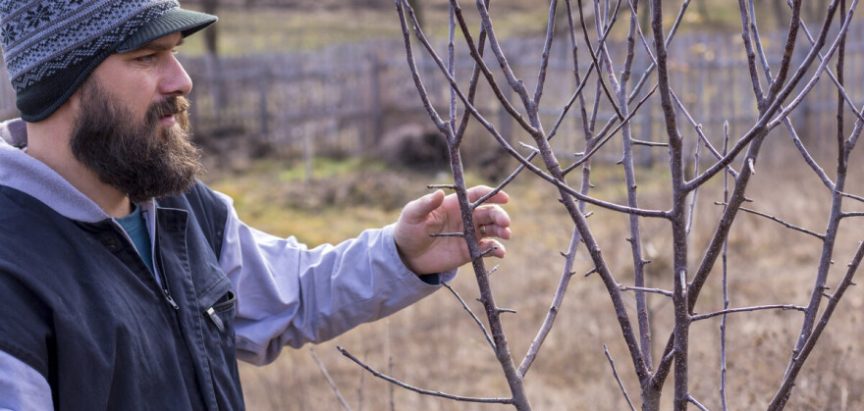 Zašto puca kora stabla i kako sanirati pukotine?