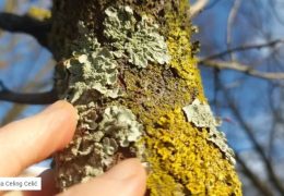 Lišaj na voćkama: Je li opasan i treba li ga ukloniti? Evo savjeta kako postupiti